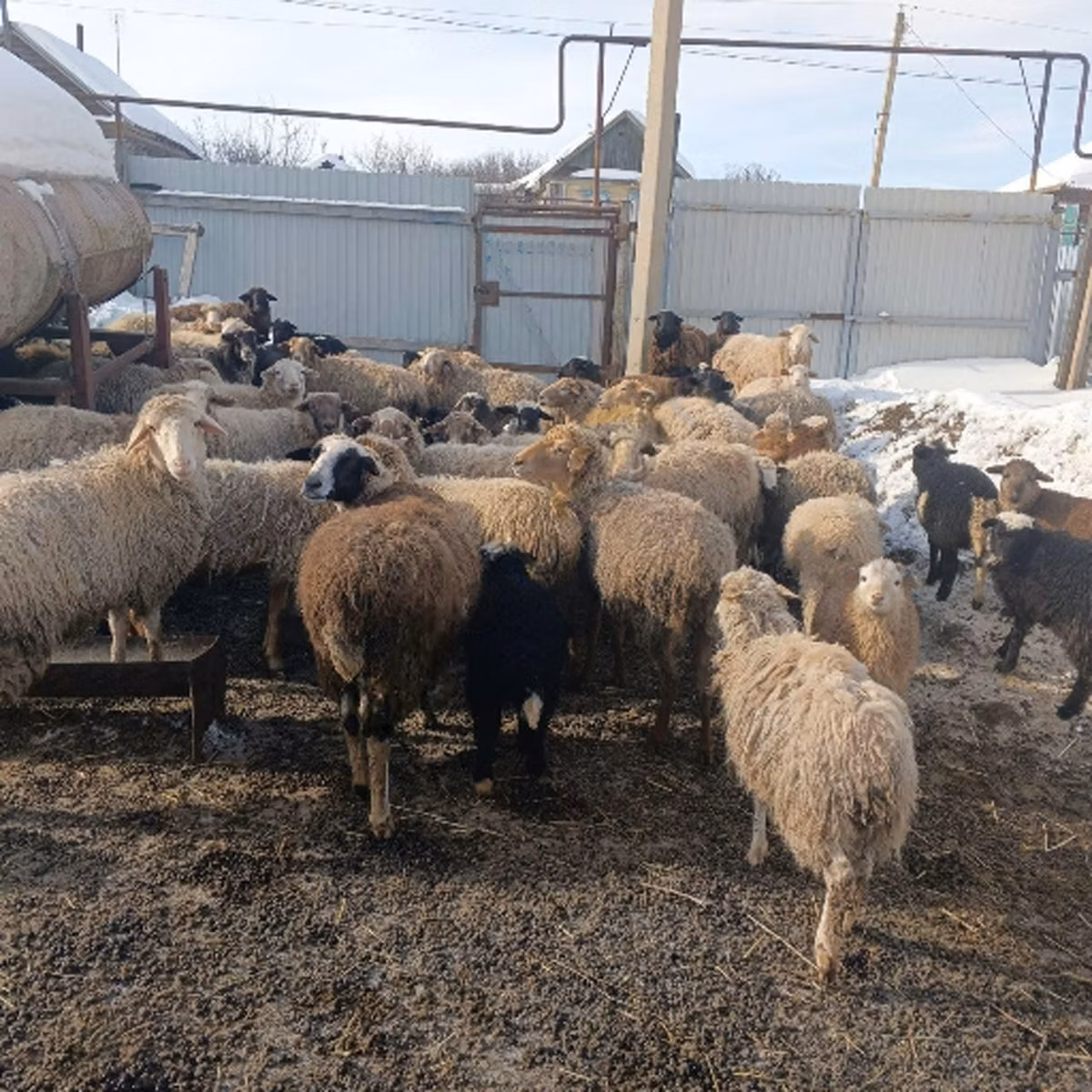 Romanov sheep