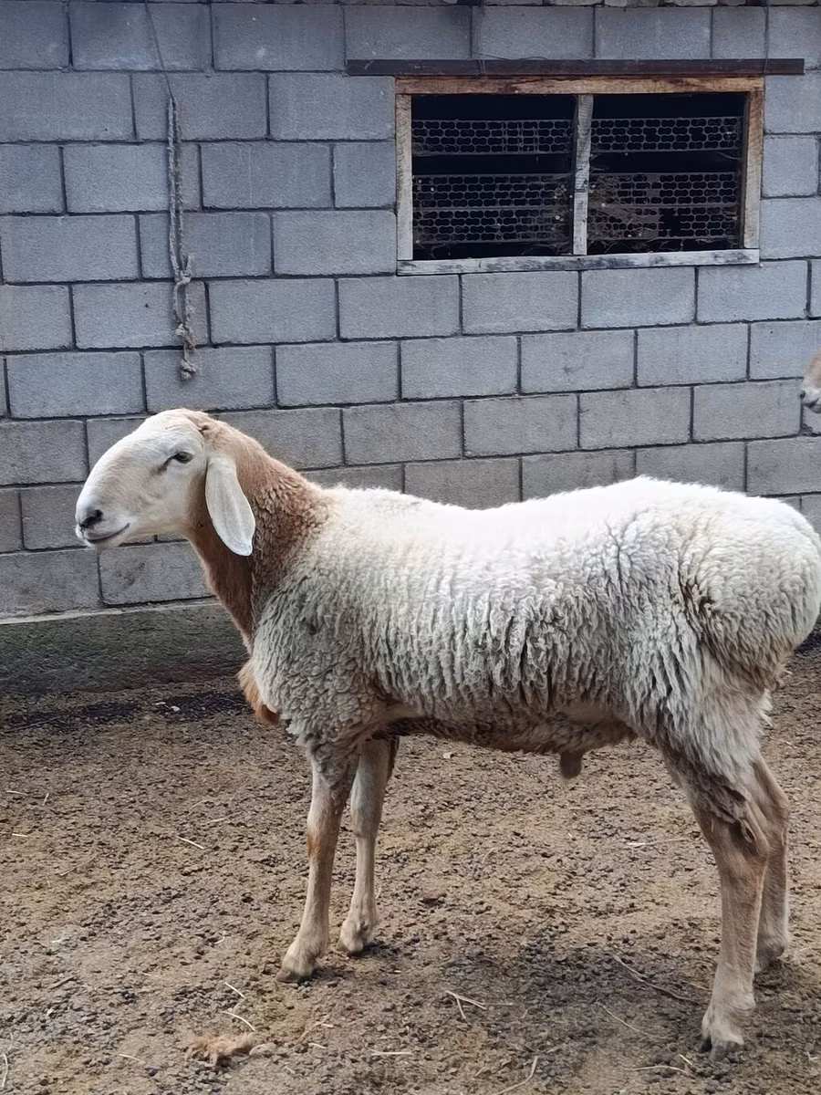 Arashan sheep