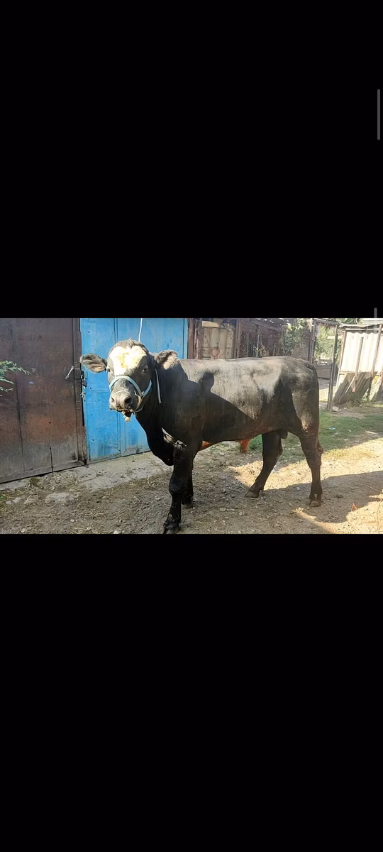 Aberdeen-Angus