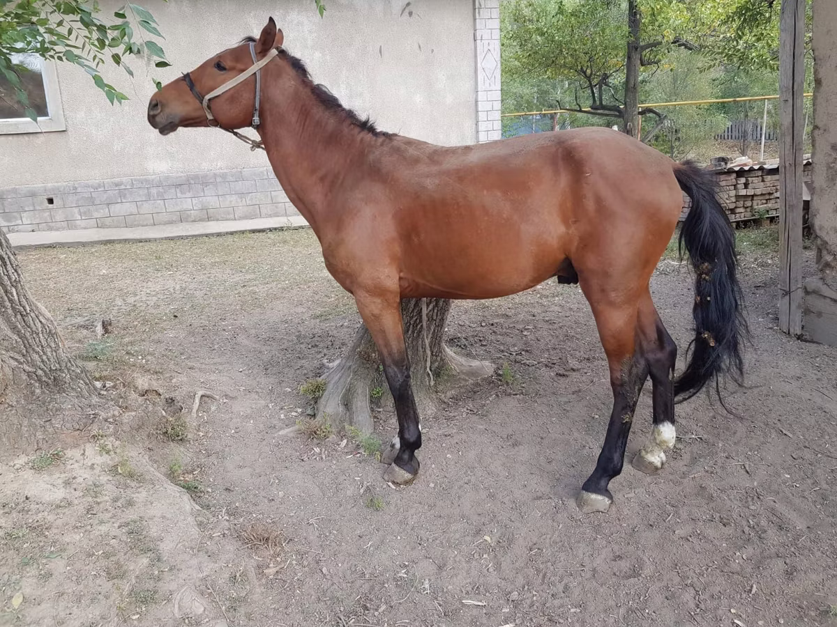 Karachay horse