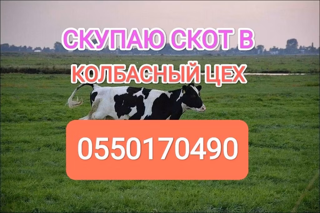Holstein breed