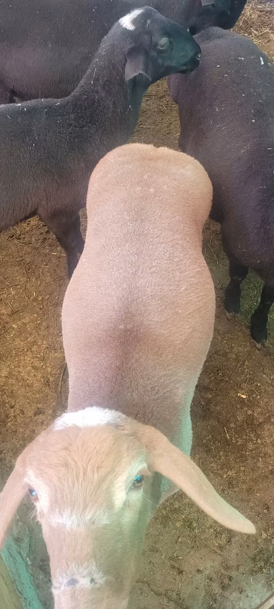 Rhon sheep
