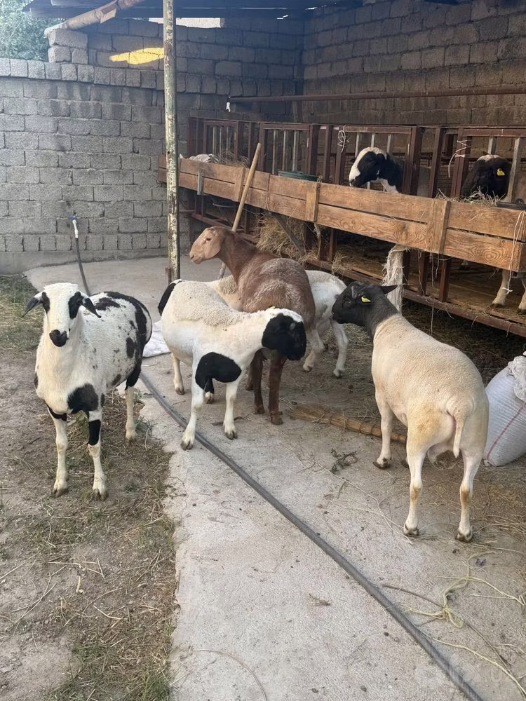Dorper sheep