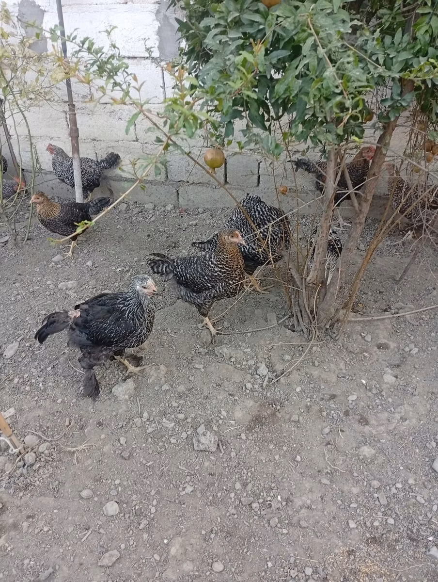 स्लोवेनियन बैर्ड हेन