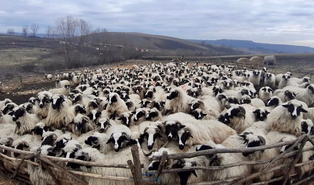 Bessarabian sheep