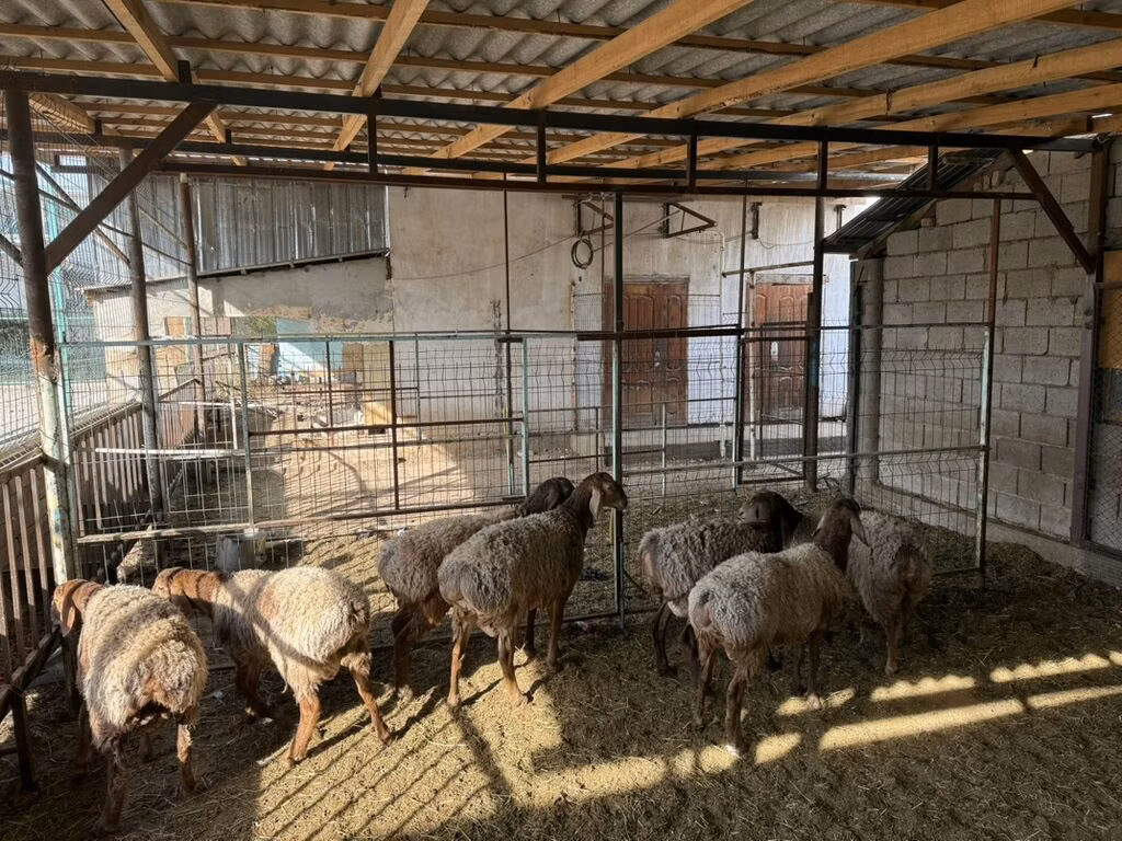 Rhon sheep