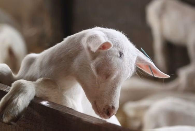 Saanen goat