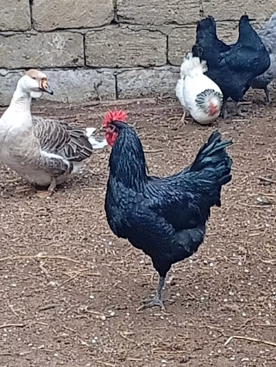 استرالیایی گیم