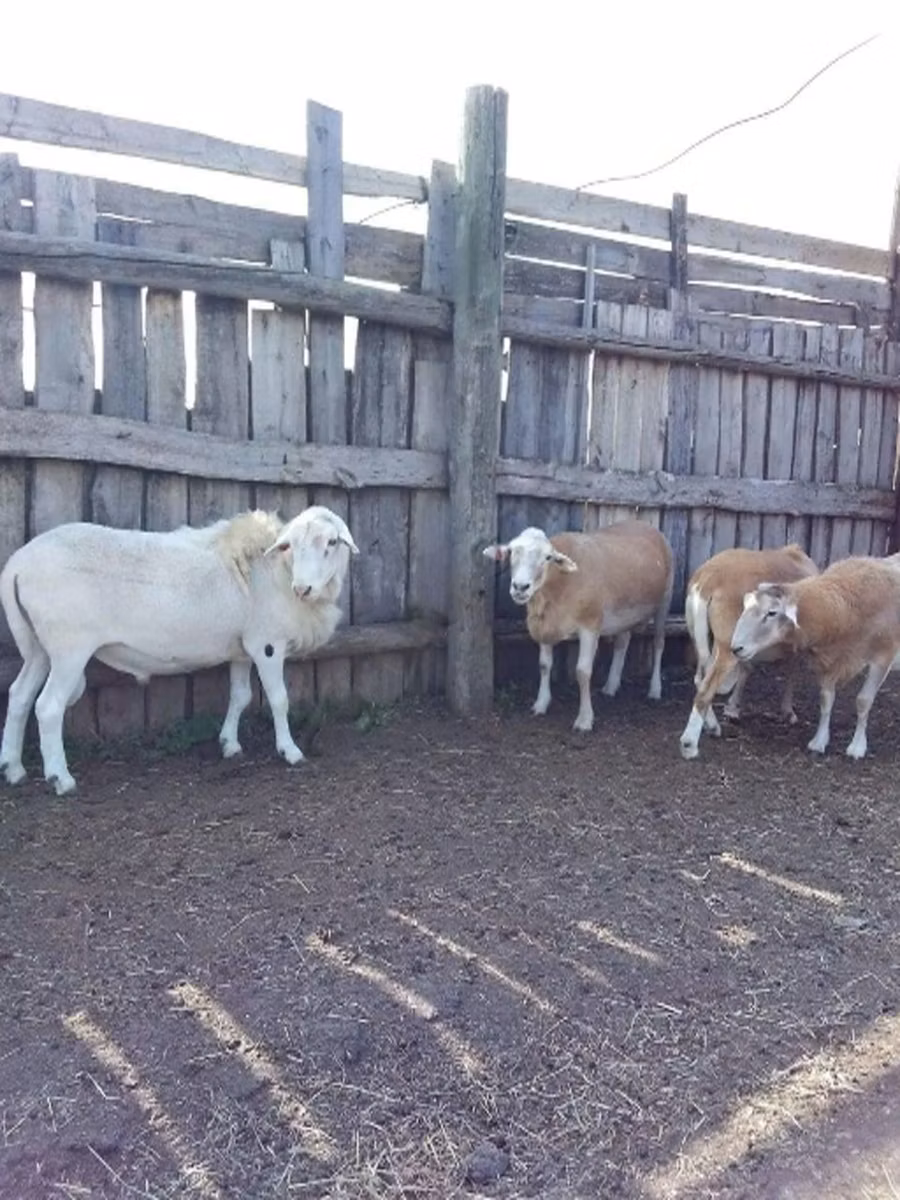 Katum sheep