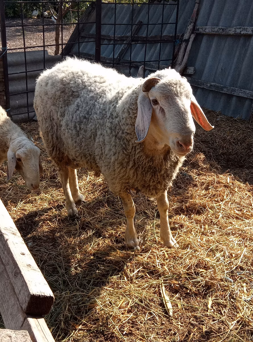 Assaf sheep