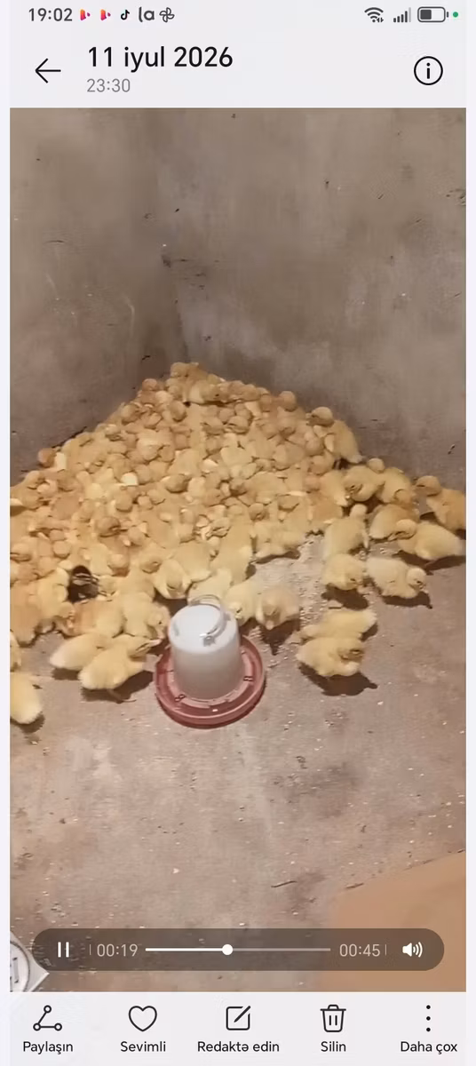 Alman Pekin