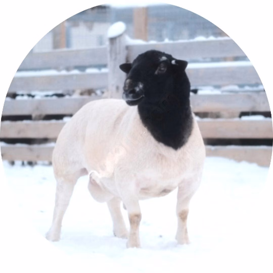Dorper sheep