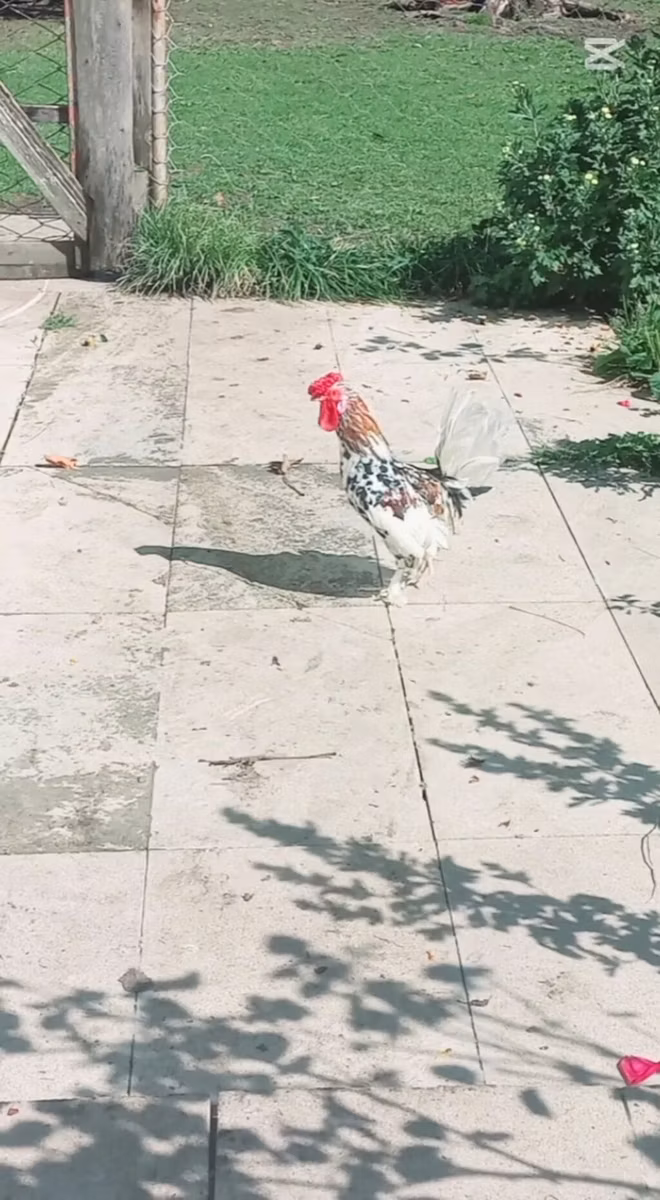 जापानीज़ बैंटम