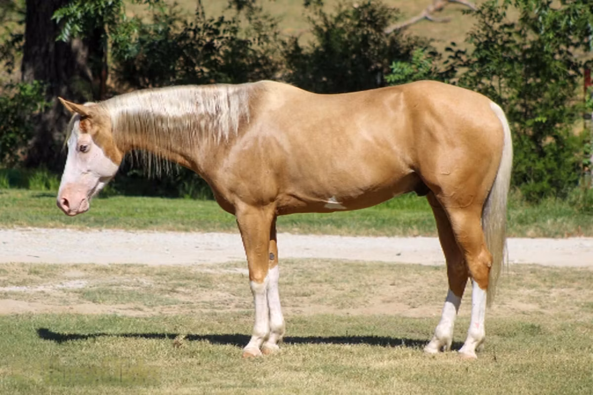 Palomino