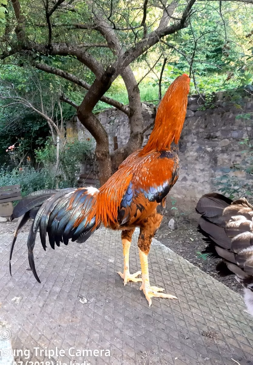 थाई गेम