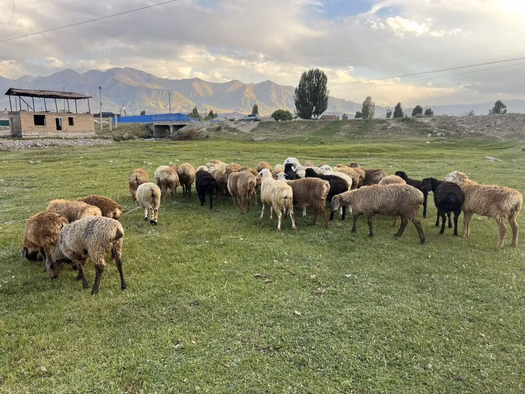 Merino sheep
