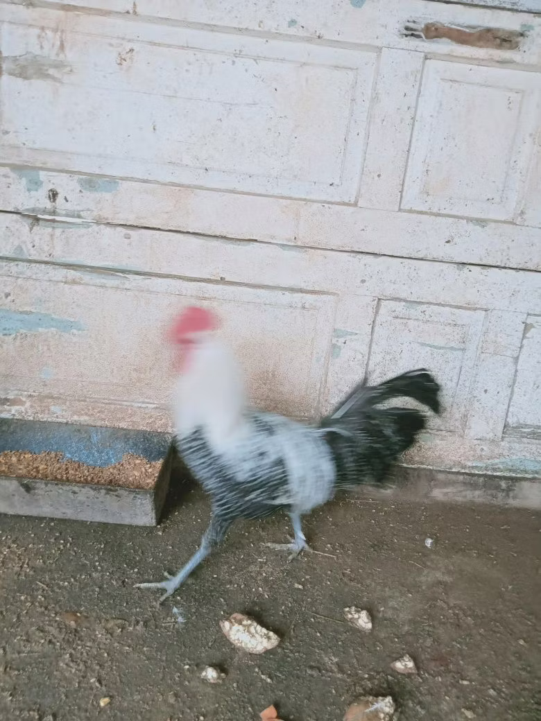 برایکل
