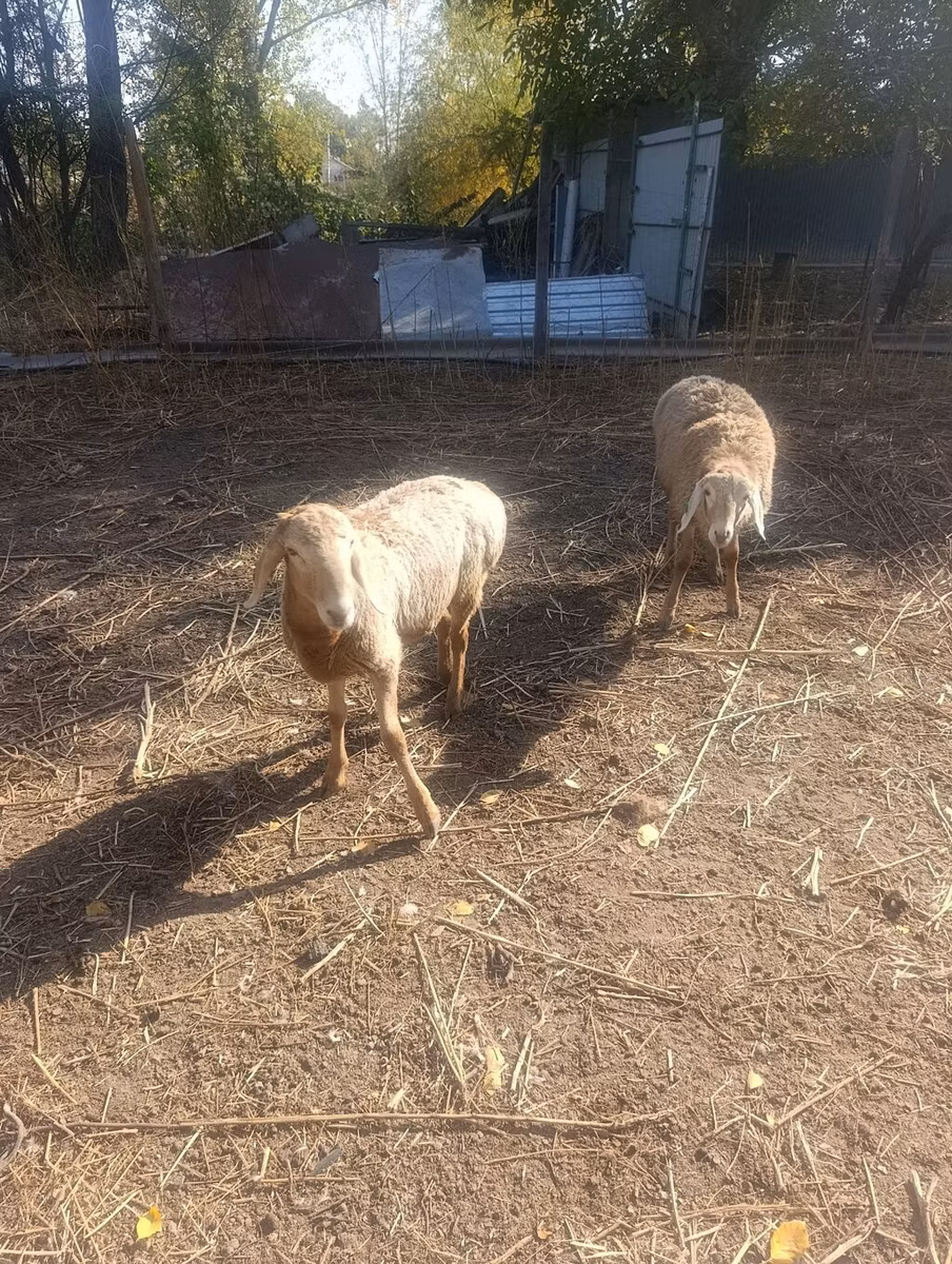 Tian-Shan semifinewool sheep