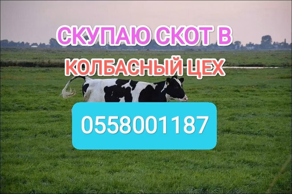 Holstein breed