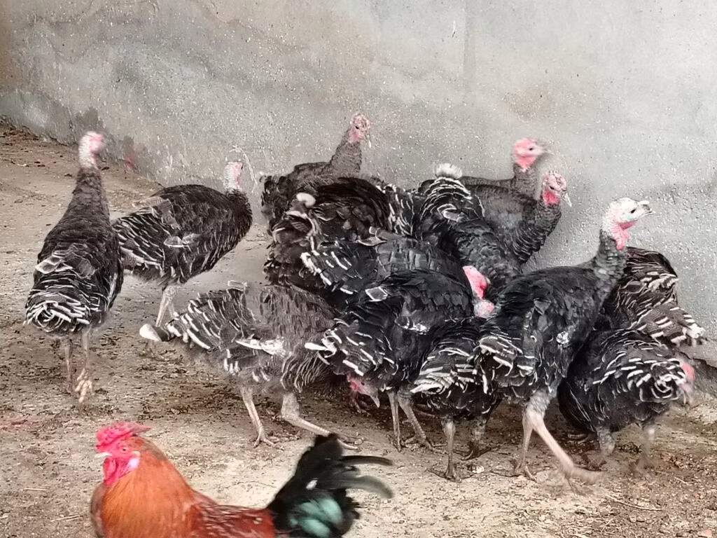 ብሮንዝ