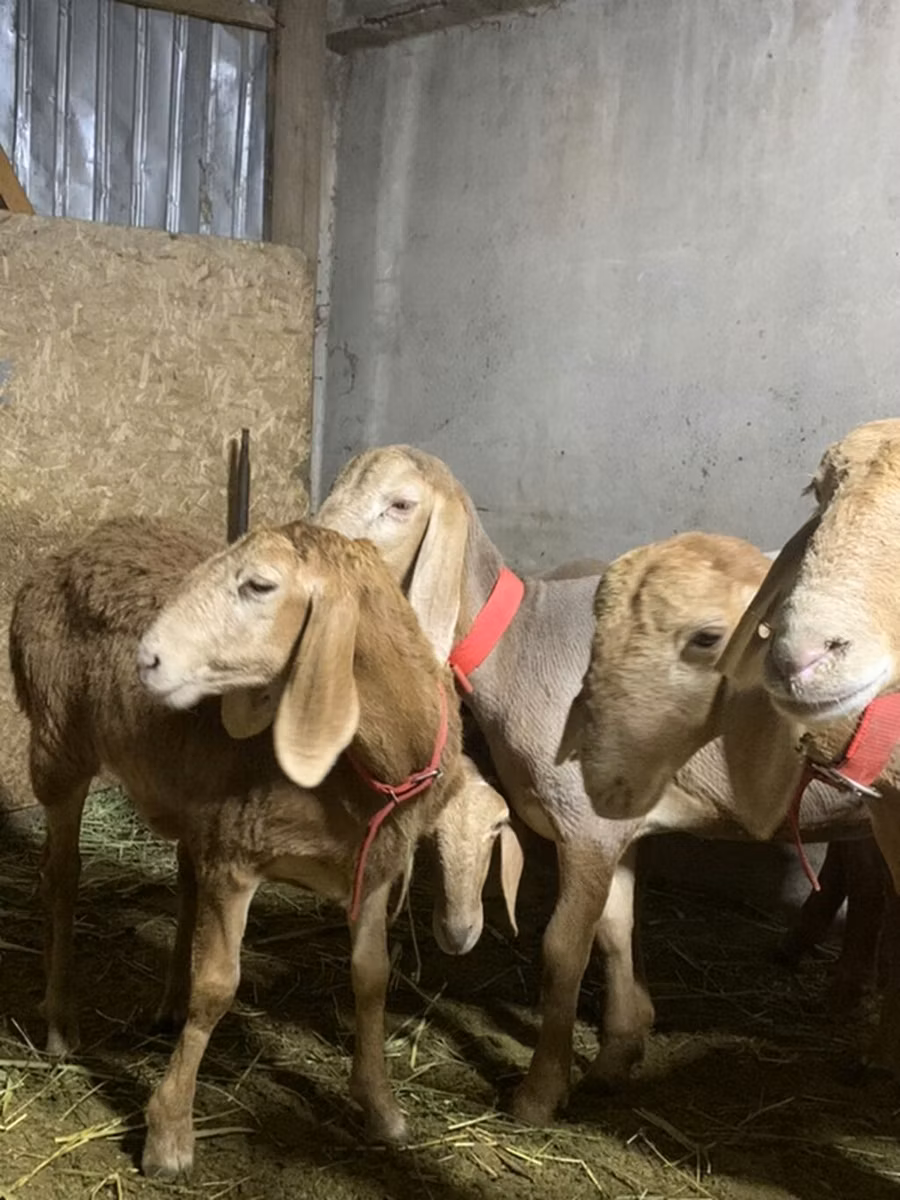 Arashan sheep