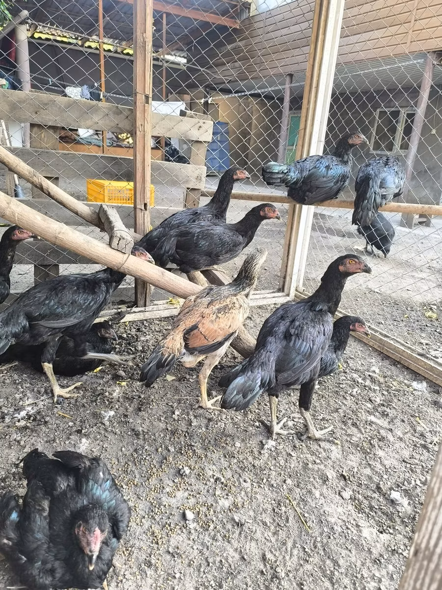 Chickens