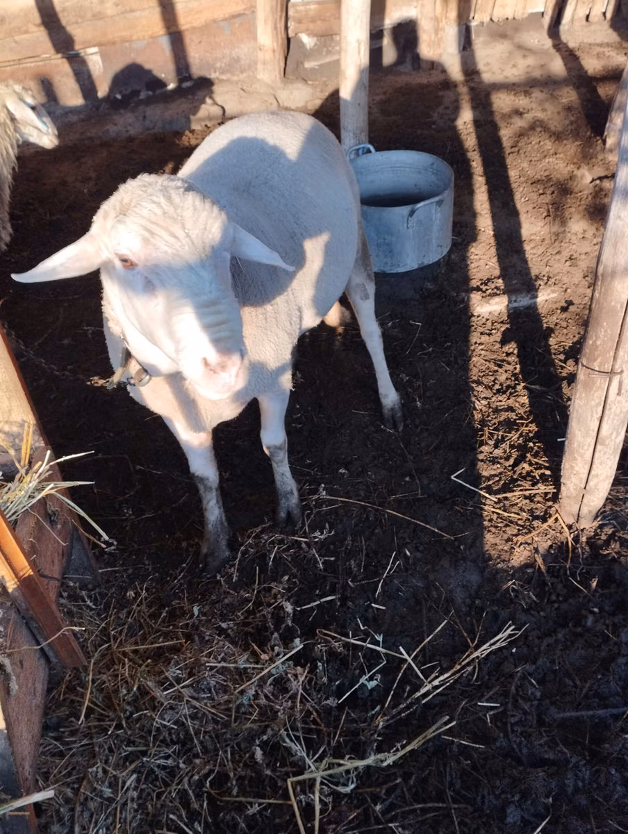 Lacaune sheep