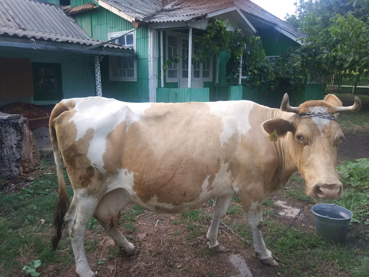 Simmental cattle