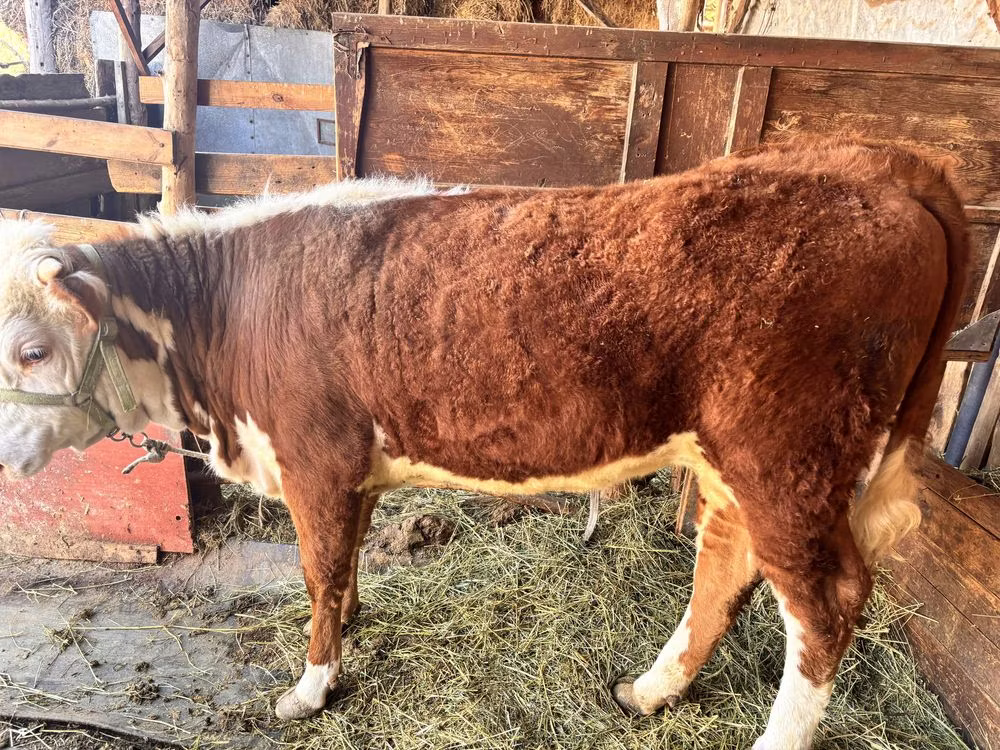 Rasa Holstein