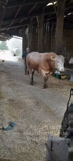 Blonde d’Aquitane cattle