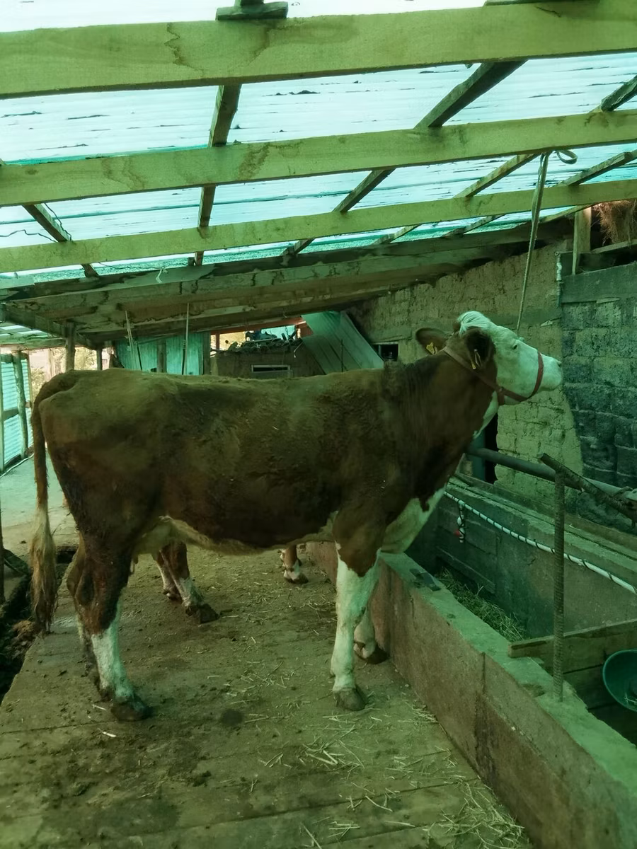 Simmental cattle