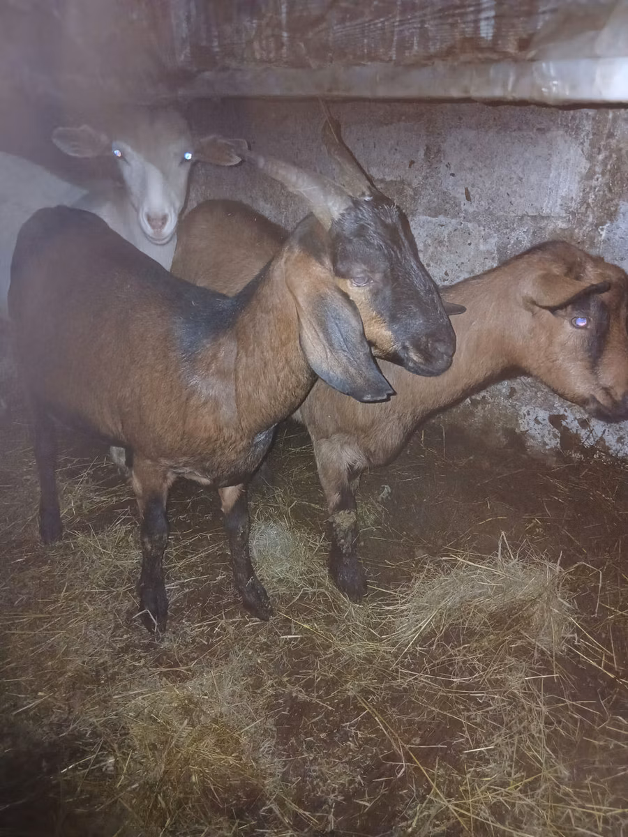 Nubian Goat