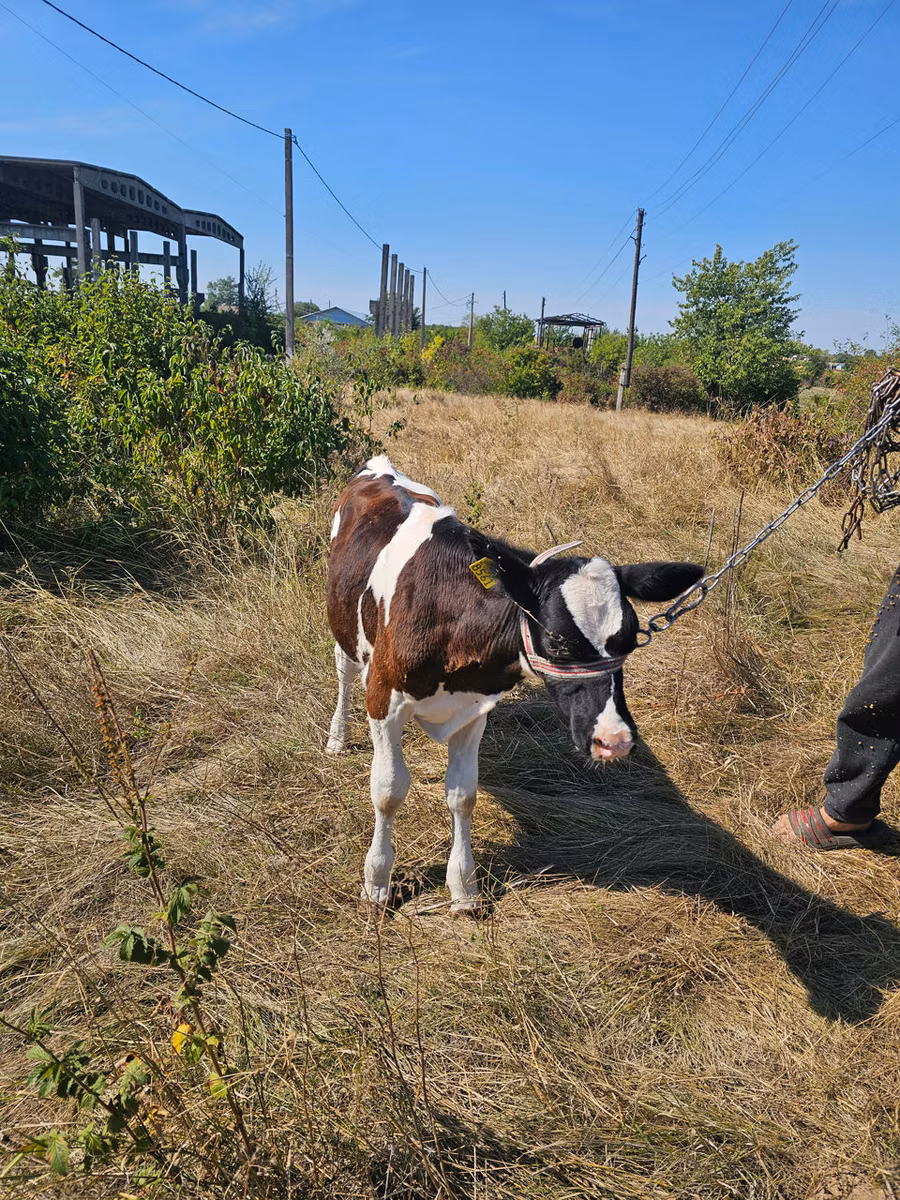 Dibi, Simmental cattle
