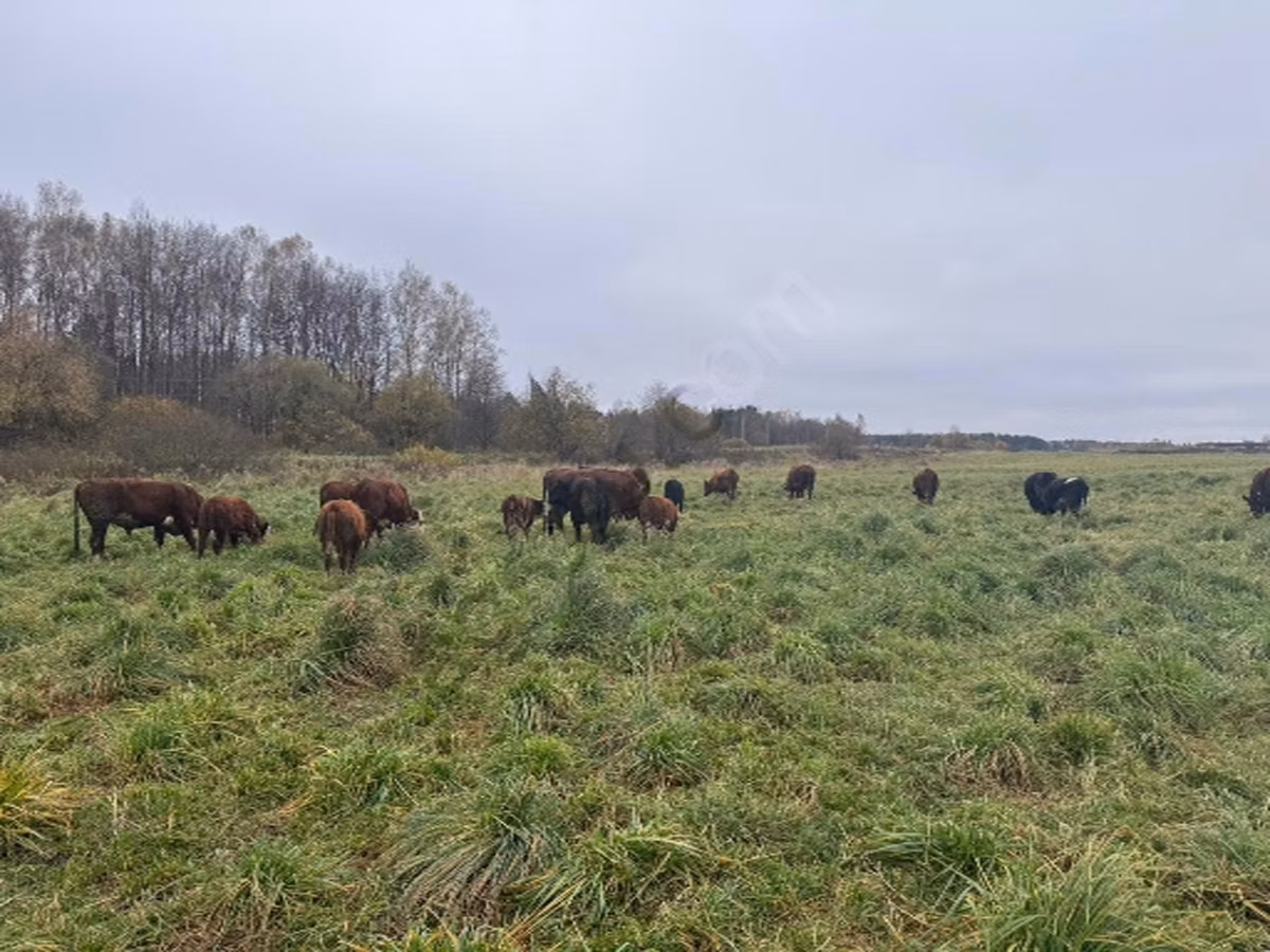 Bukovinian factory type of red-spotted Ukrainian cow
