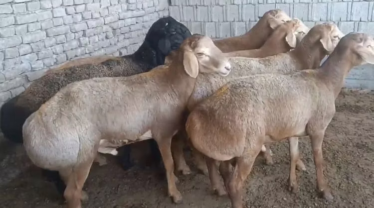 Edilbay sheep