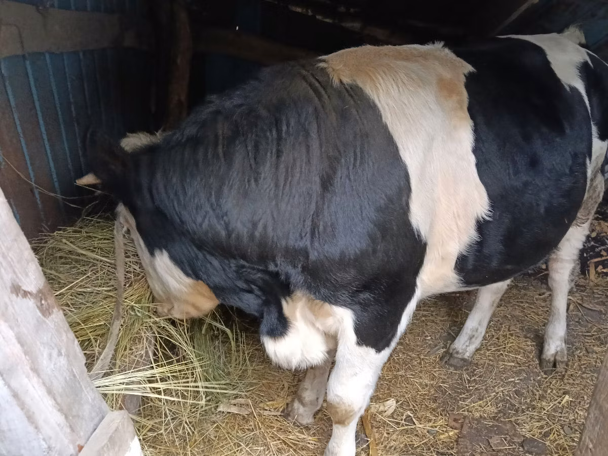 Russian Black pied cattle