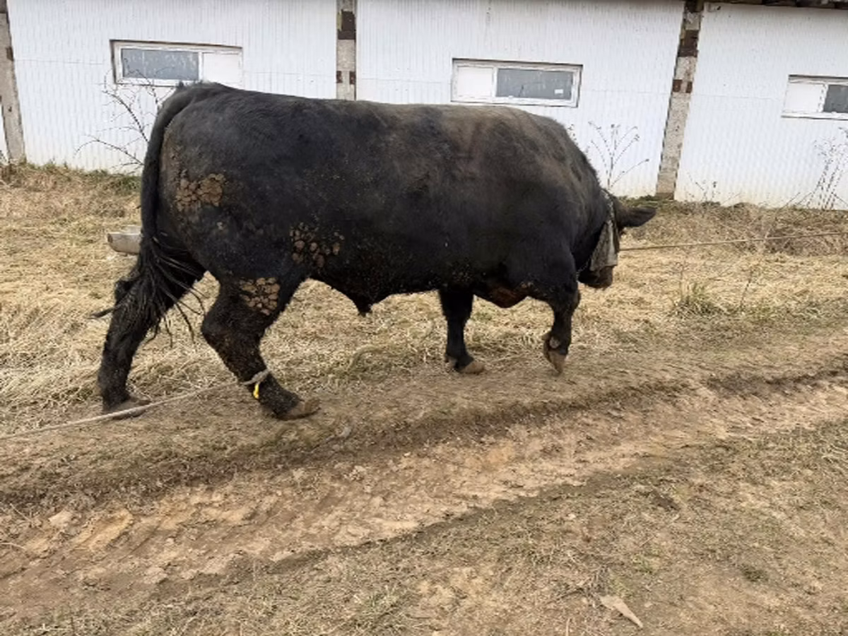 Aberdeen-Angus