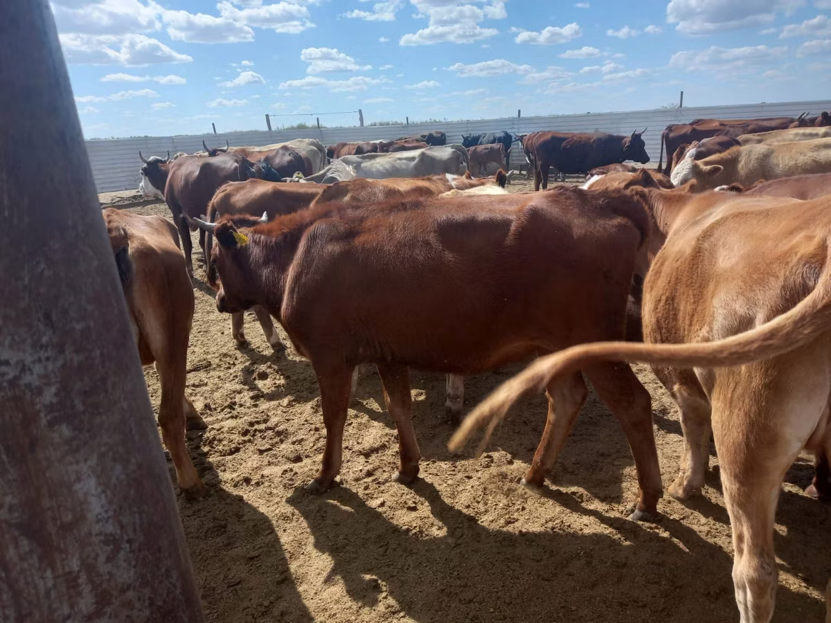 Red Steppe Cow