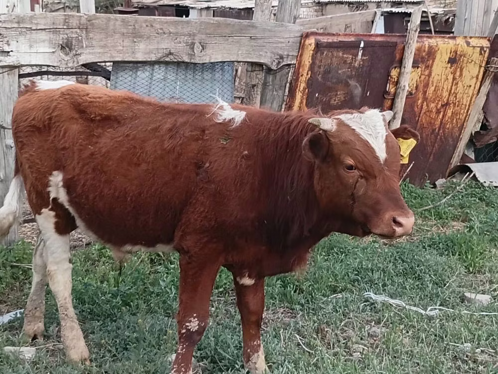 Latvian Blue cattle