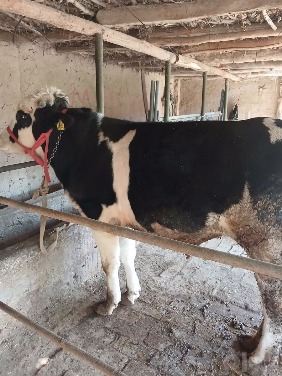 Russian Black pied cattle