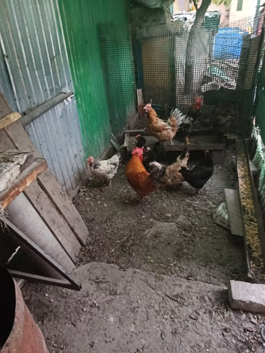 Chickens