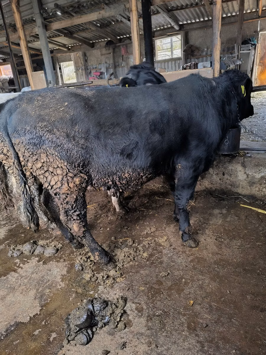 Aberdin – Angus