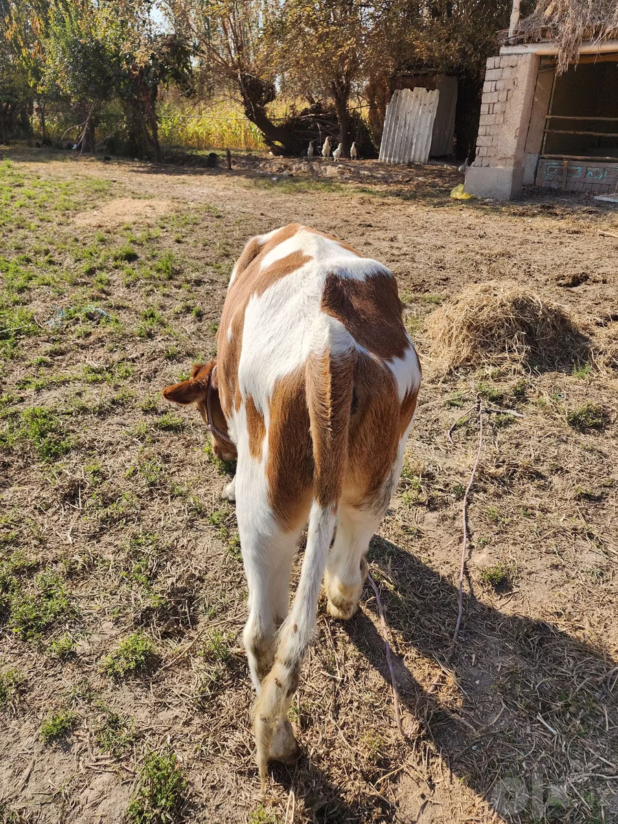 Simmental cattle