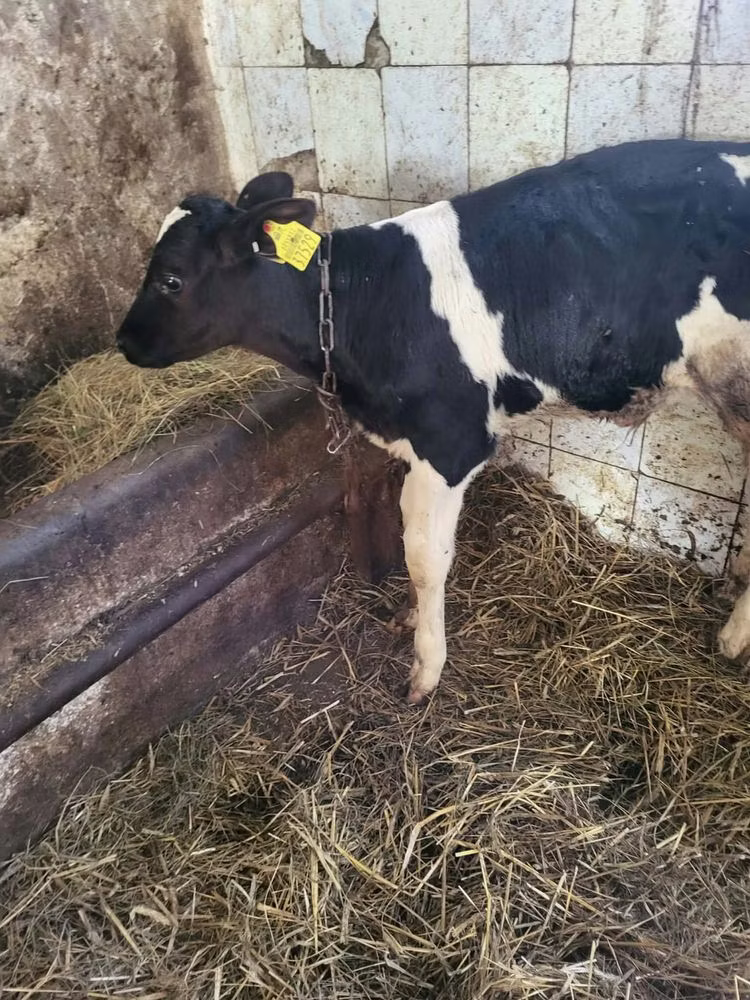 Razza Holstein