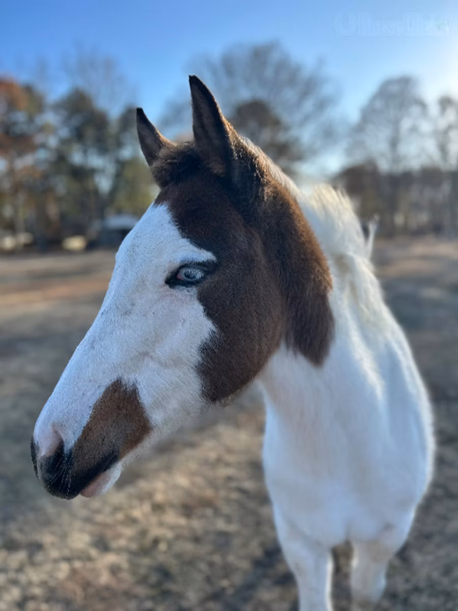 American paint horse