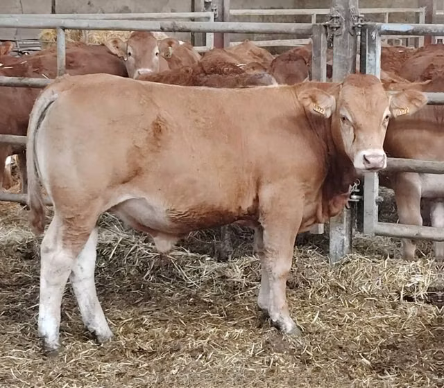 Limousin cow