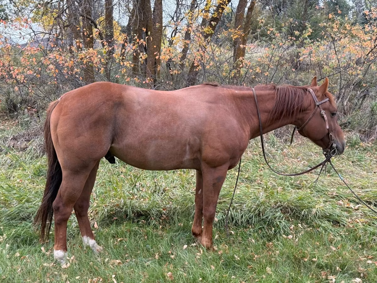 Quarter Horse