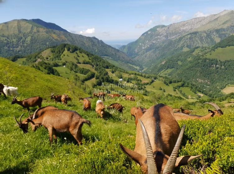 Alpine goat