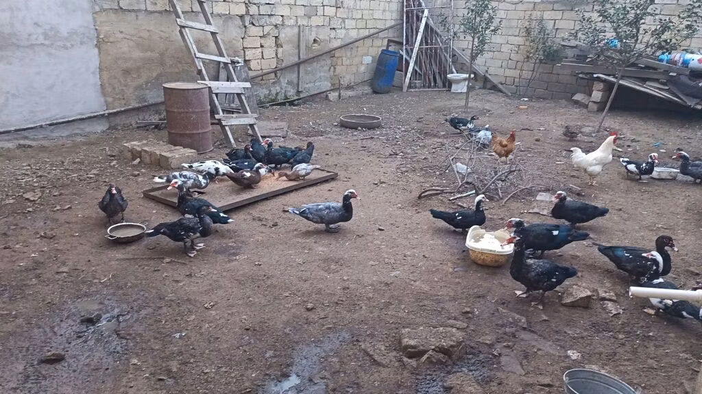 domaća muskovska patka