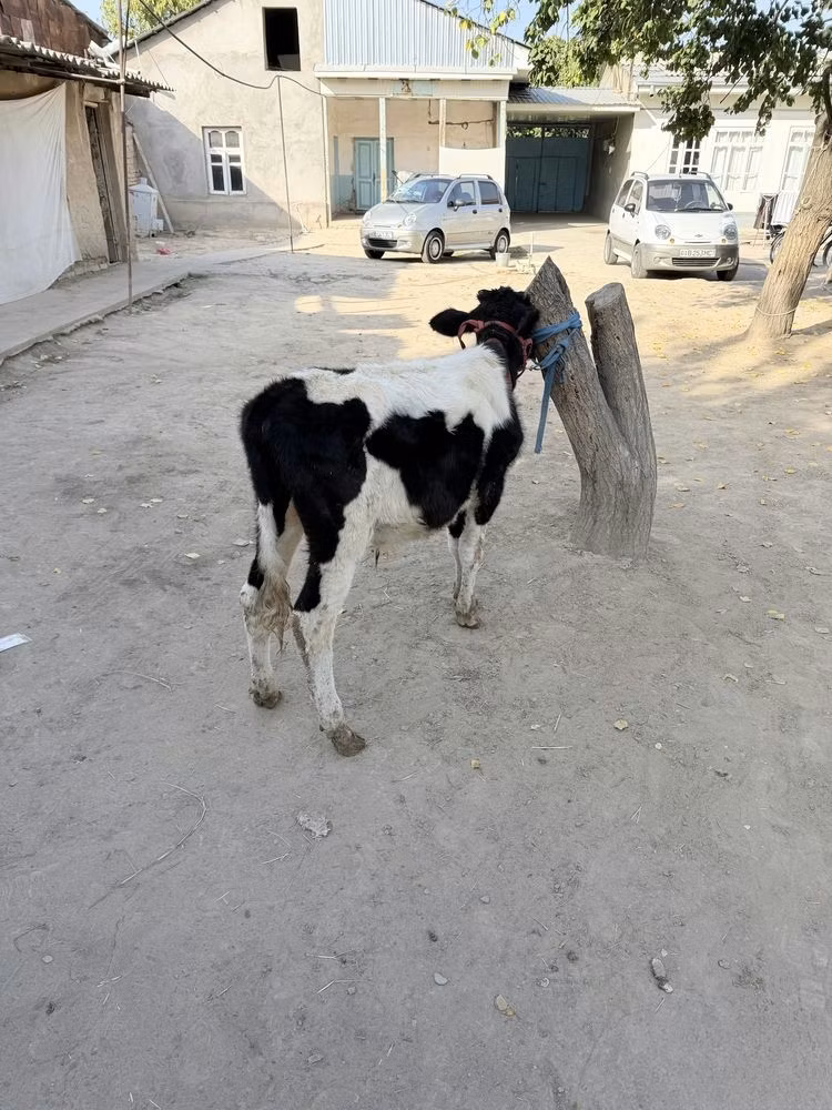 Russian Black pied cattle